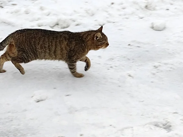 Eine Katze Spaziert Durch Den Schnee — Stockfoto