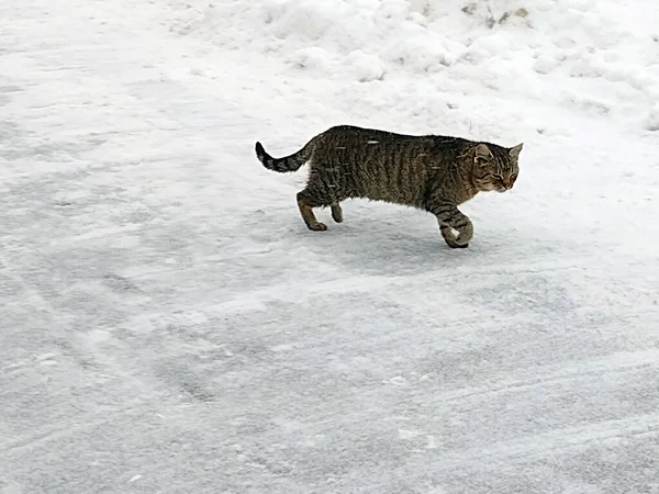 Eine Katze Spaziert Durch Den Schnee — Stockfoto