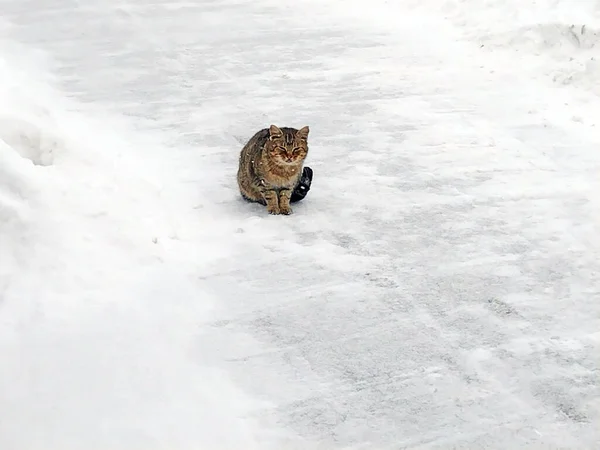 Eine Katze Sitzt Auf Dem Schnee — Stockfoto