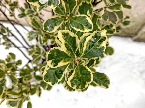 Japoński Spindle Roślin Zimie — Zdjęcie stockowe