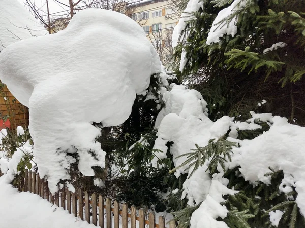 Romanya Köknar Ağacına Büyük Kar Yağdı — Stok fotoğraf