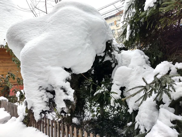 Romanya Köknar Ağacına Büyük Kar Yağdı — Stok fotoğraf