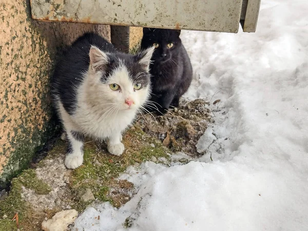 Romanya Kışın Iki Kedi — Stok fotoğraf