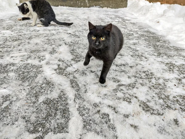 Zwei Katzen Winter Rumänien — Stockfoto