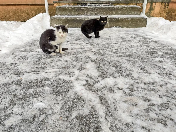 Zwei Katzen Winter Rumänien — Stockfoto