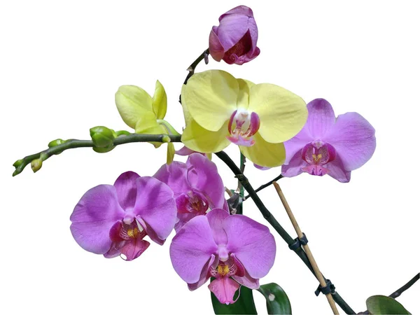 Růžové Žluté Orchideje Izolované Bílém — Stock fotografie