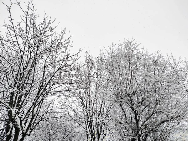 Träd Med Snö Rumänien Vinter — Stockfoto