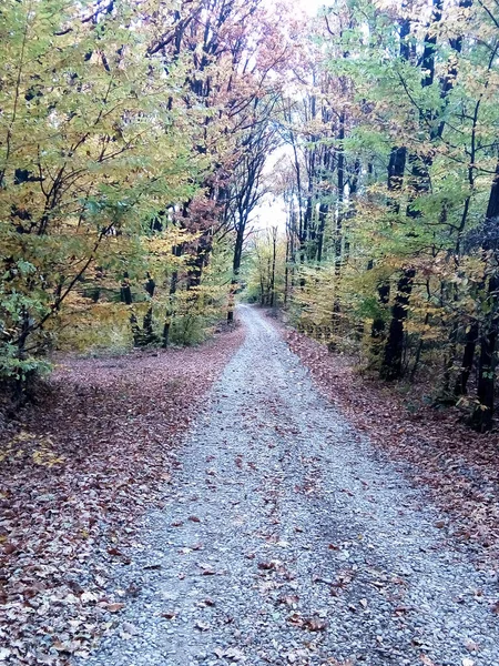 Strada Nella Foresta Autunno Paesaggio Autunnale Romania — Foto Stock