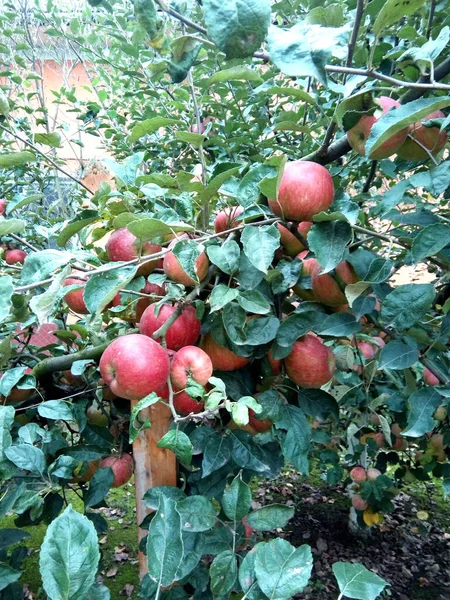 Jablka Stromě Rumunsku — Stock fotografie