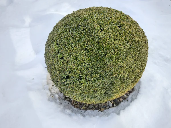 Kış Mevsiminde Buxus Sempervirens Kar — Stok fotoğraf