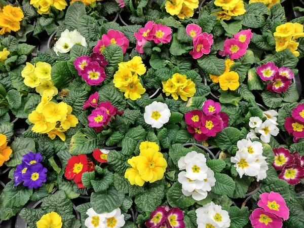 Primrose çiçekleri - Primula Polyantha - doğal