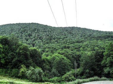 Romanya 'da yaz aylarında orman