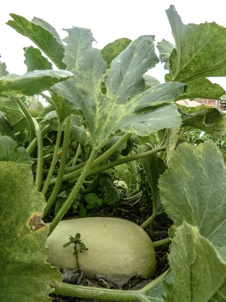 Cukinia Ogrodzie Warzywa — Zdjęcie stockowe