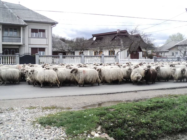 Rebanho Ovelhas Através Aldeia Farcasa Maramures Roménia 2010 — Fotografia de Stock