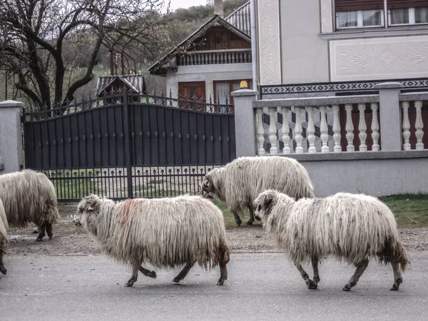 Kudde Schapen Door Het Dorp Farcasa Maramures Roemenië 2010 — Stockfoto