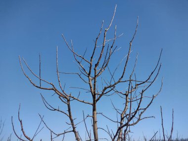 Kışın ağaçların yapraksız dalları.