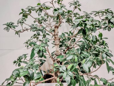 Çin banyan 'ı tencerede - yakın çekim