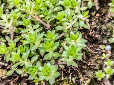 Stringy Stonecrop fabrikası - görüntüyü kapat