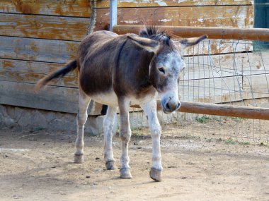 Hayvanat bahçesindeki ağılda bir eşek.