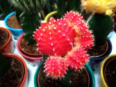 Ay Kaktüsü tencerede