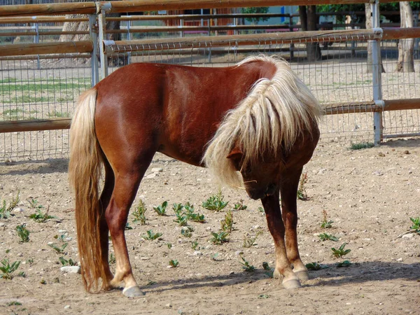 Pony Corral Zoológico — Foto de Stock