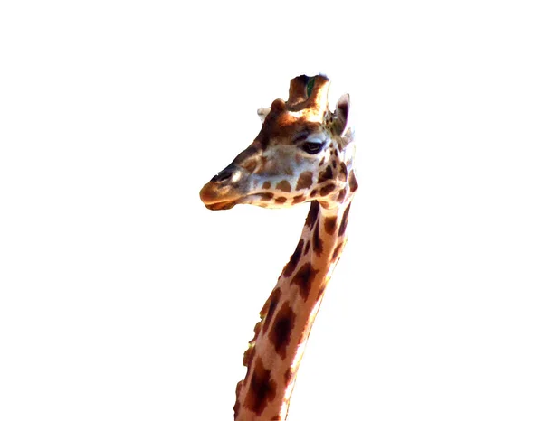 Жираф Изолированы Белом Фоне — стоковое фото
