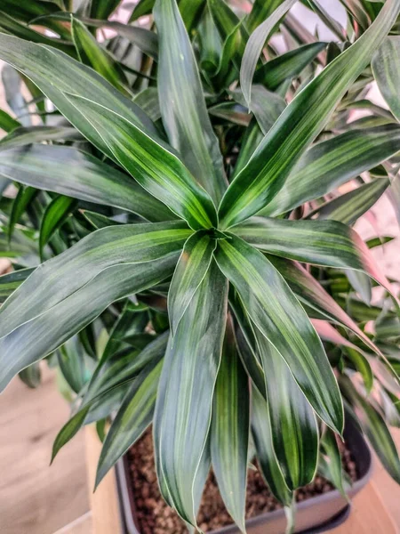 Asparagaceae Plante Dans Pot — Photo