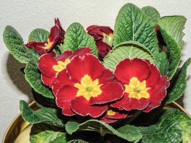 Kavanozda çiçek - doğa