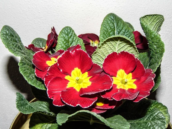 Kavanozda çiçek - doğa