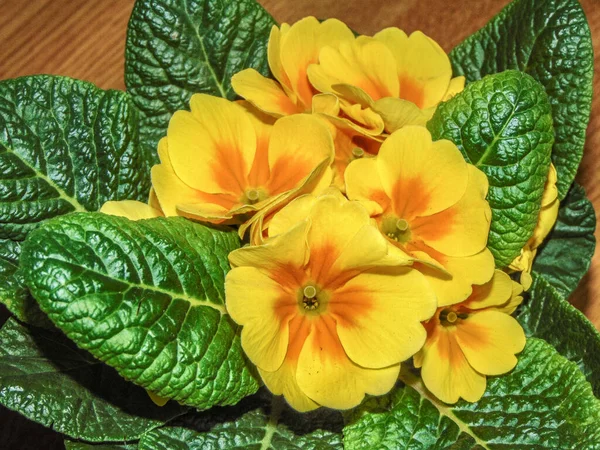 Flor Prímula Amarela Pote — Fotografia de Stock