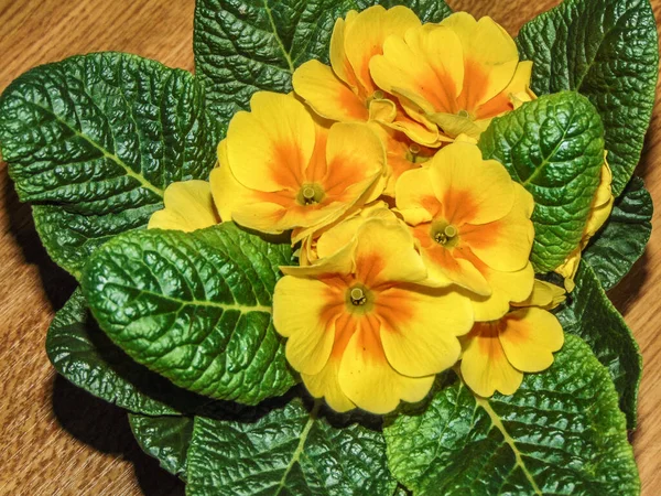 Flor Prímula Amarela Pote — Fotografia de Stock