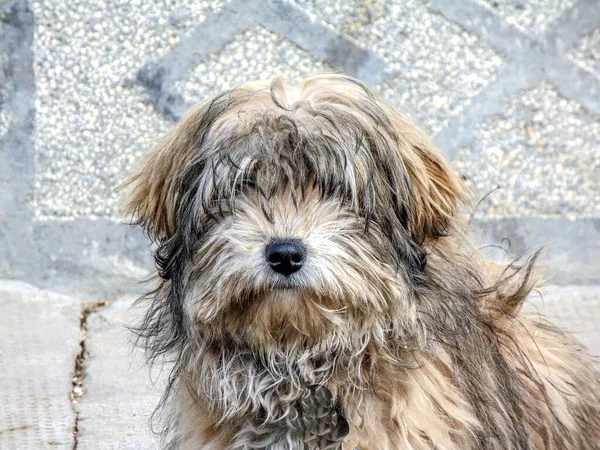 Portrét Malého Psa — Stock fotografie