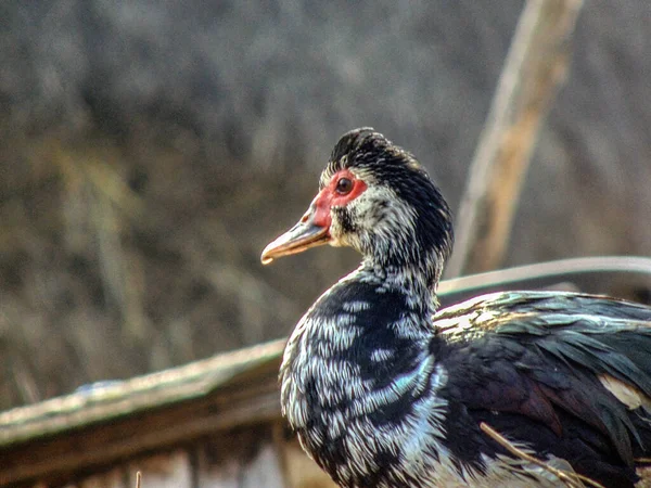 Pato Una Granja Maramures Rumania — Foto de Stock