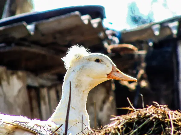 Romanya Nın Maramures Kentindeki Çiftlikte Bir Ördek — Stok fotoğraf