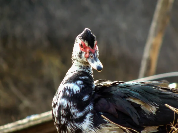 Pato Exploração Agrícola Maramures Roménia — Fotografia de Stock