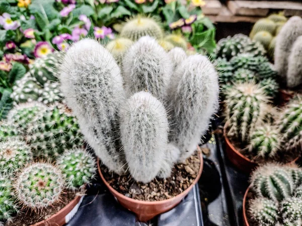 Silver Ball Cactus Hrnci — Stock fotografie