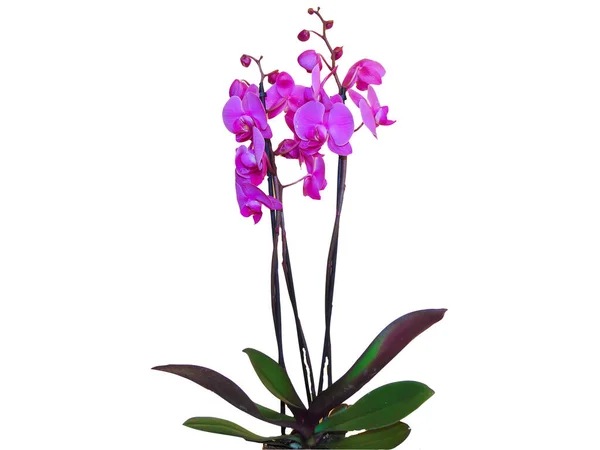 Orquídeas Roxas Pote — Fotografia de Stock
