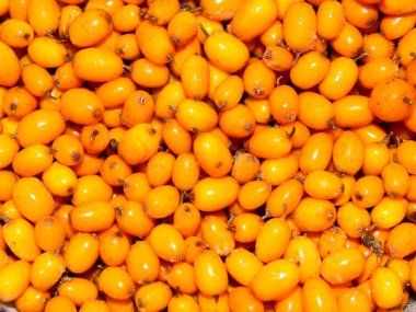 Dondurucudan çıkarıldıktan sonra üzerinde küçük buz izleri olan deniz dikenleri.