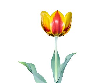 beyaz izole kırmızı ve Sarı Lale