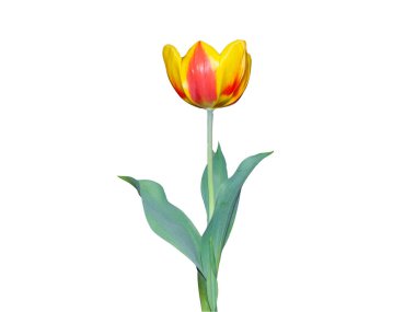 beyaz izole kırmızı ve Sarı Lale