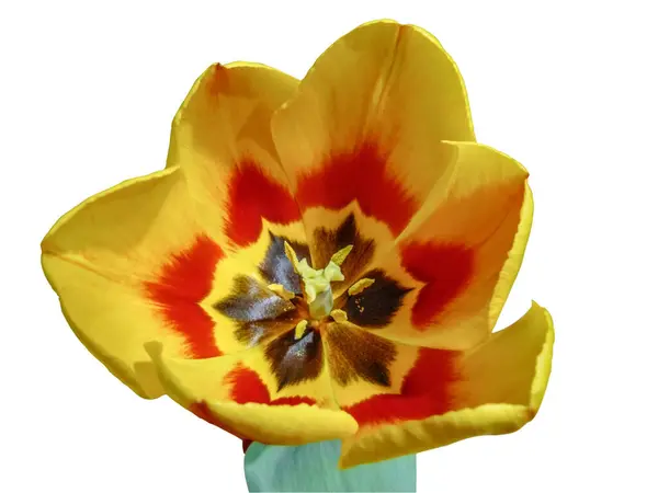 Tulipa Amarela Vermelha Isolada Branco — Fotografia de Stock