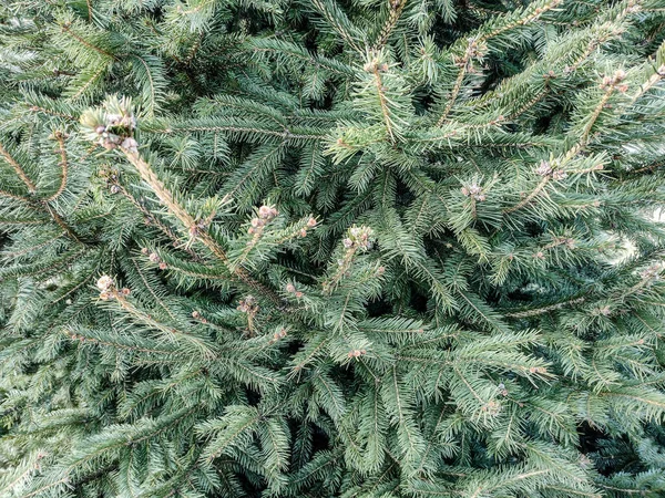 Gran Träd Närbild Natur — Stockfoto