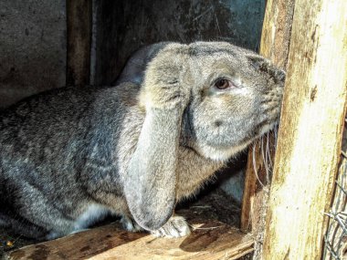 Romanya 'da tavşan çiftliği - hayvanlar