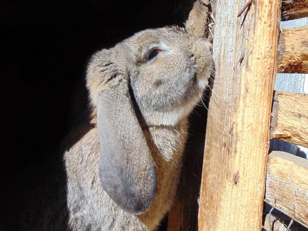 ルーマニアのウサギの農場 — ストック写真