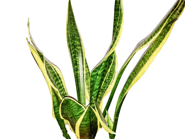 Slangenplant Dracaena Trifasciata Geïsoleerd Wit — Stockfoto