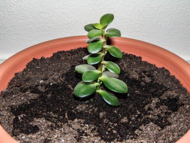 Çaydanlıkta Jade bitkisi (Crassula ovata) var