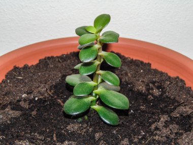 Çaydanlıkta Jade bitkisi (Crassula ovata) var