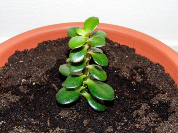 Jadepflanze Crassula Ovata Topf — Stockfoto