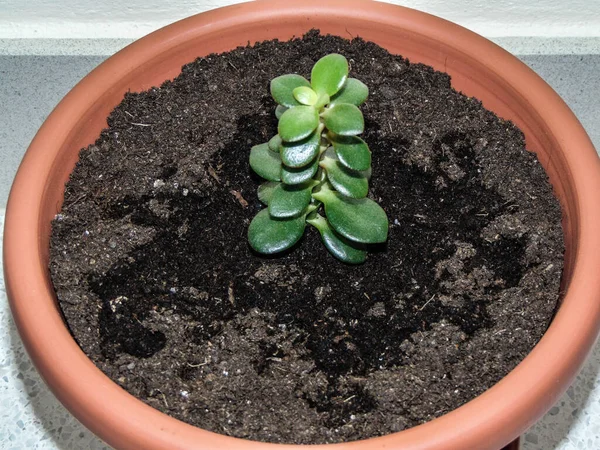 Çaydanlıkta Jade Bitkisi Crassula Ovata Var — Stok fotoğraf