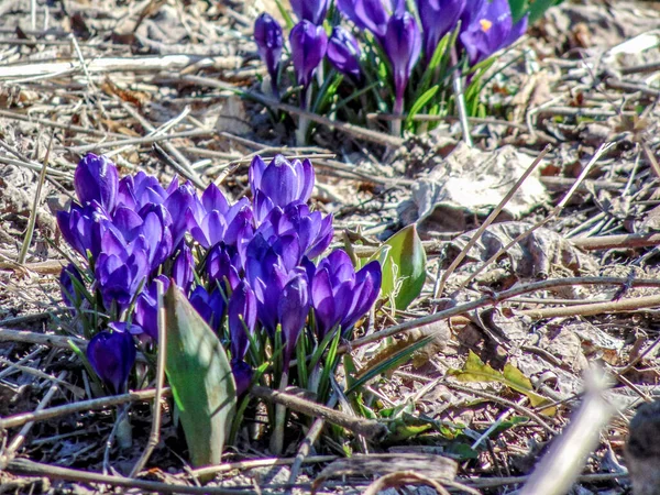 Crocus Flowers Ground — Stock Photo, Image